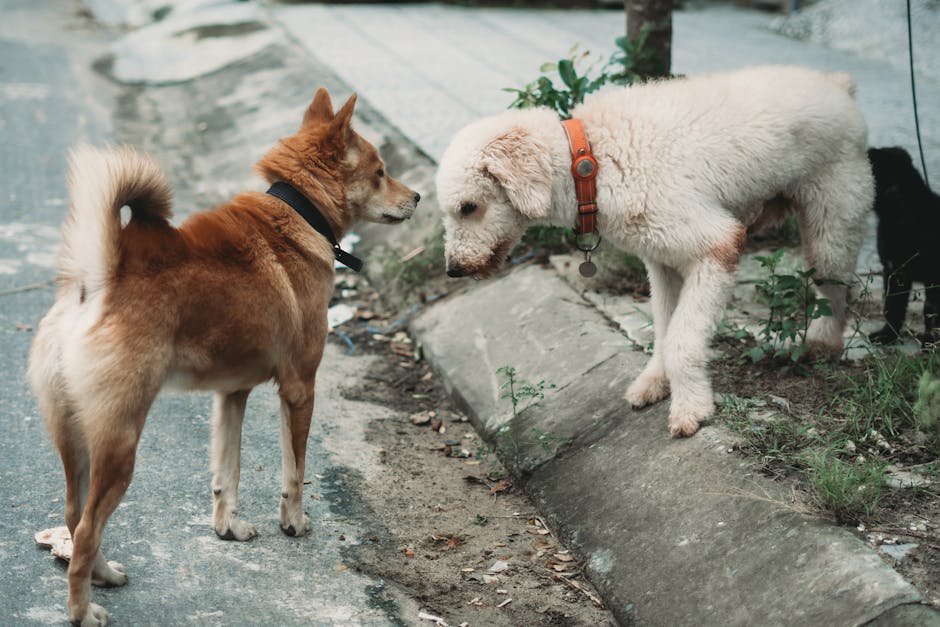 사회화 훈련 완벽 가이드 — 어릴 때 잡는 강아지·고양이 평생 습관