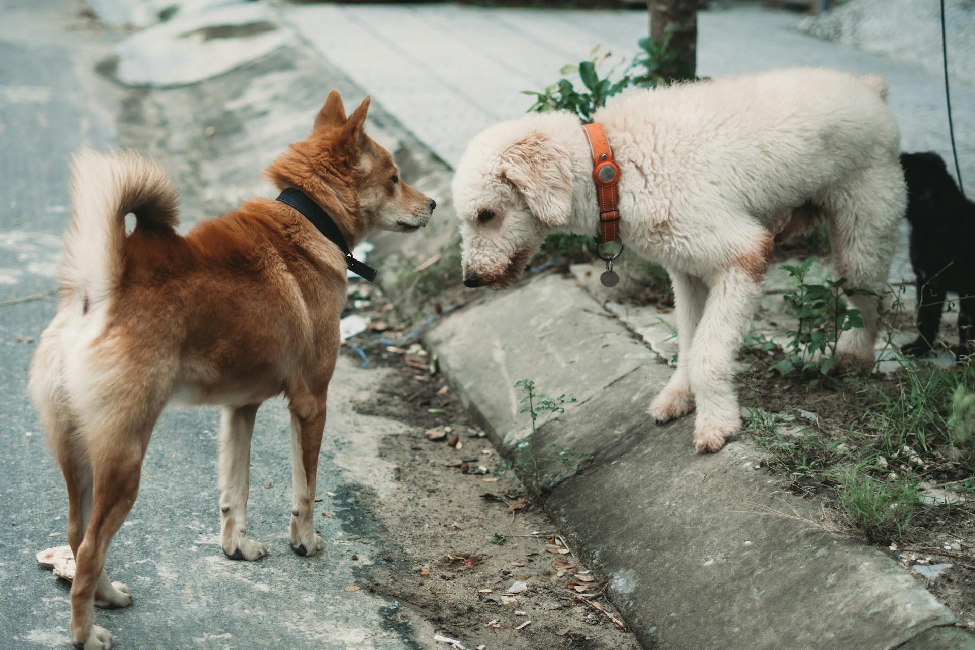 Dogs Together on Pavement