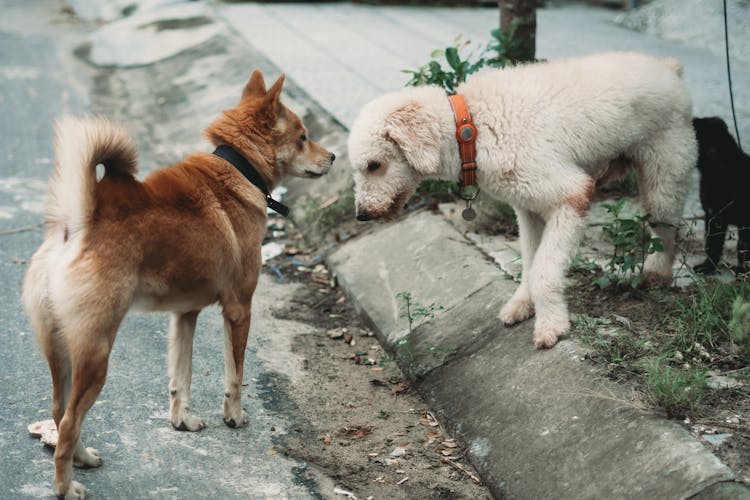 Dogs Together On Pavement