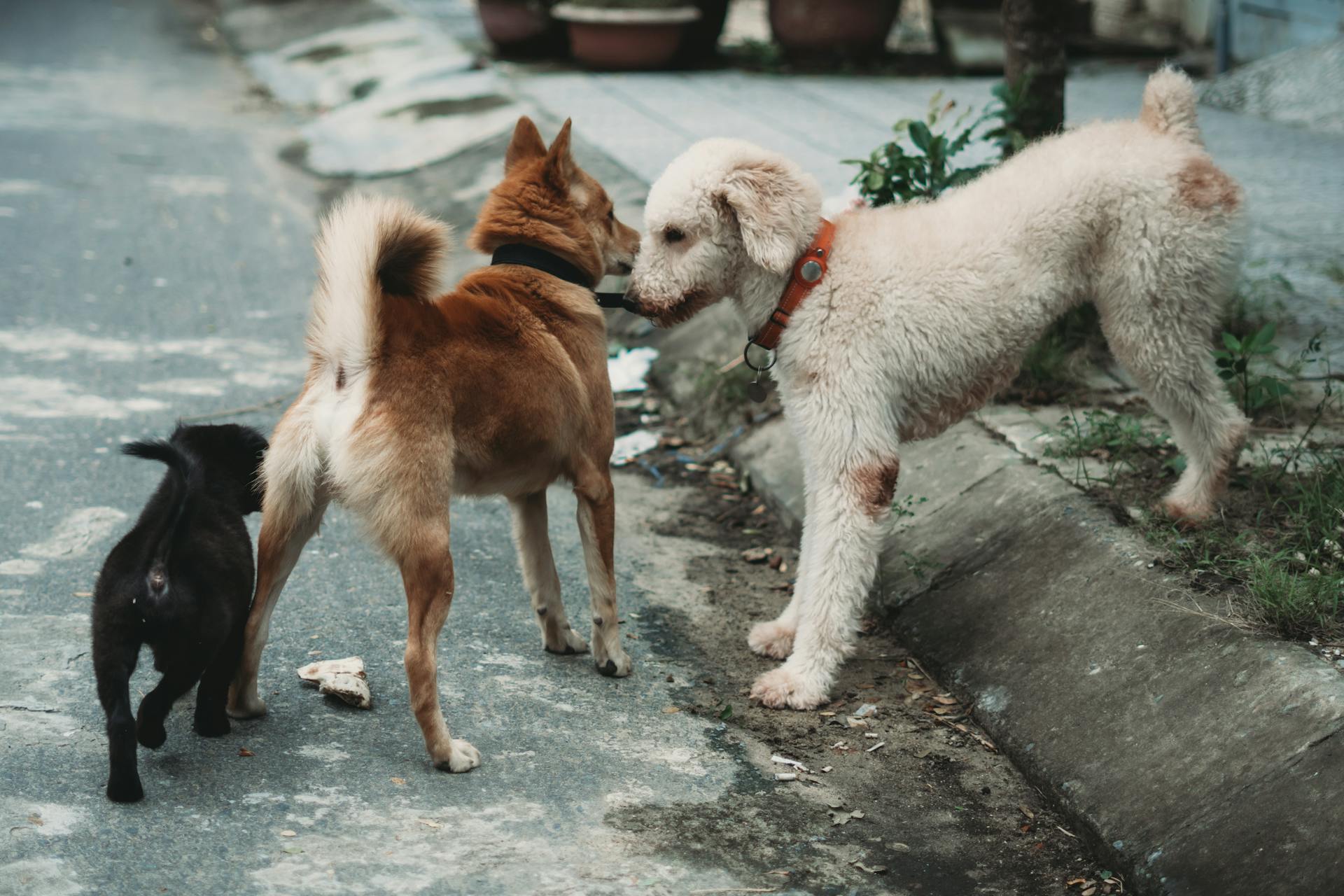 Three Dogs on the Street