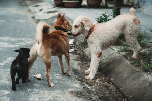 Free Three dogs interacting playfully on a city street, showcasing their personalities. Stock Photo