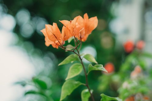 Free Detailed shot of orange Bougainvillea flowers with blurred green background. Stock Photo