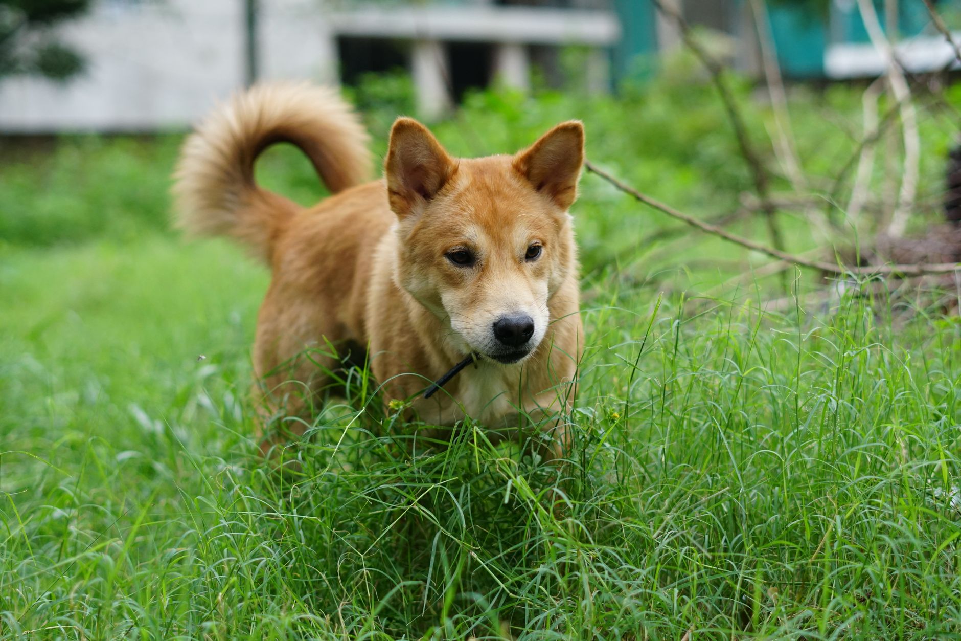 Why Is My Shiba Inu Aggressive? Vet-Approved Fixes For Reactivity