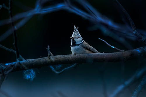 Crested Tit Perched on Tree Branch