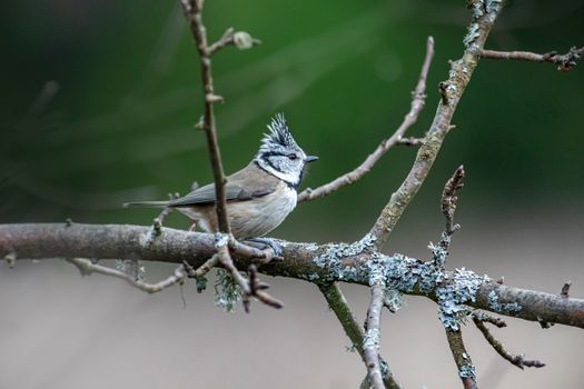 European Crested Tit Perching on Branch