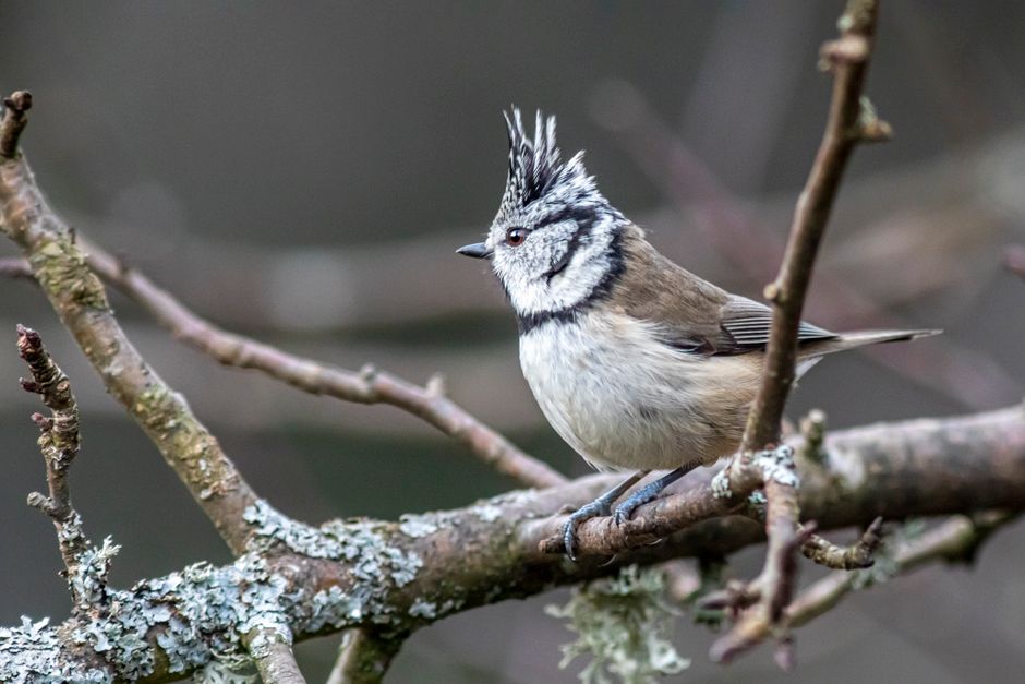 A European Crested Tit (Lophophanes cristatus) perched on a branch in Pikva, Estonia.