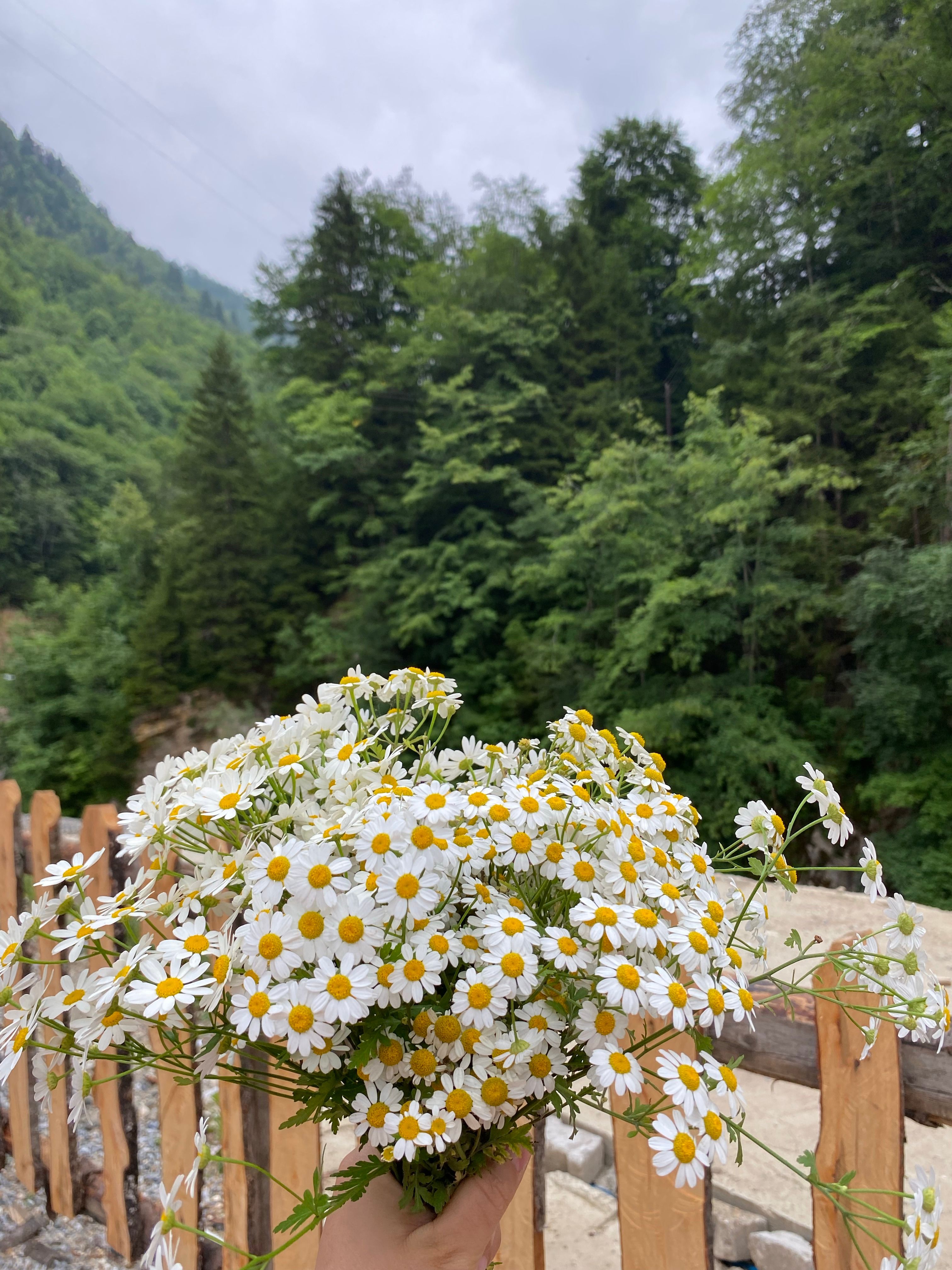 A vibrant bouquet of chamomiles held against a serene summer forest backdrop.