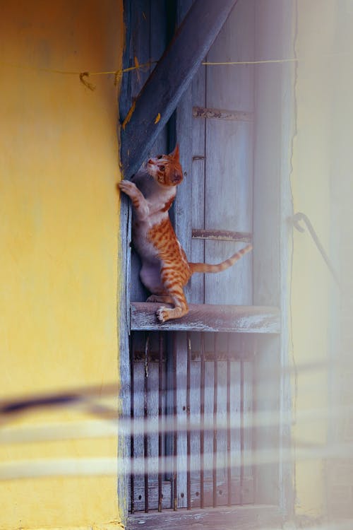 Cat Climbing Wall
