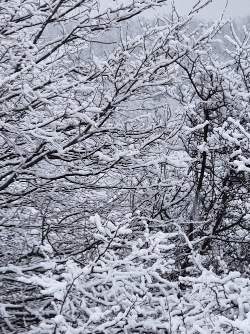 Gratis stockfoto met besneeuwd, boomtakken, koud weer