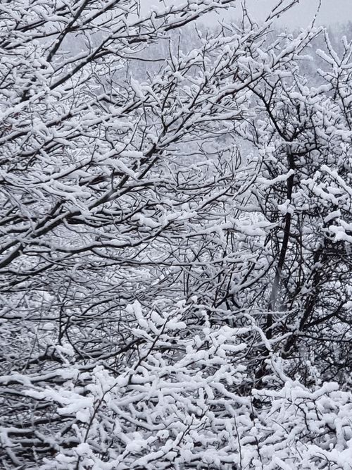 Free Serene view of snow-covered tree branches in a winter forest, creating a beautiful natural scene. Stock Photo