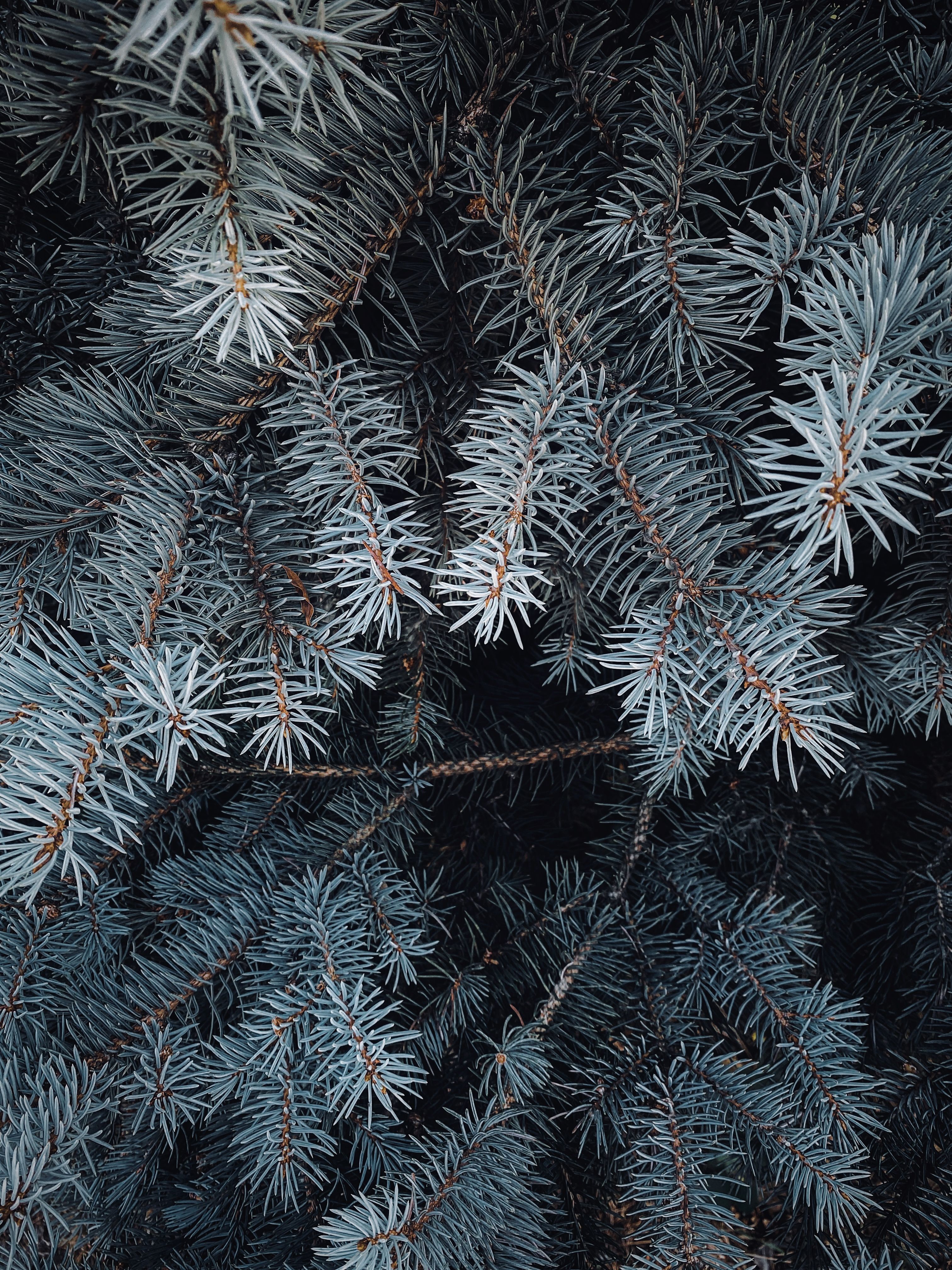 Detailed close-up of coniferous evergreen tree branches with needle-like leaves.