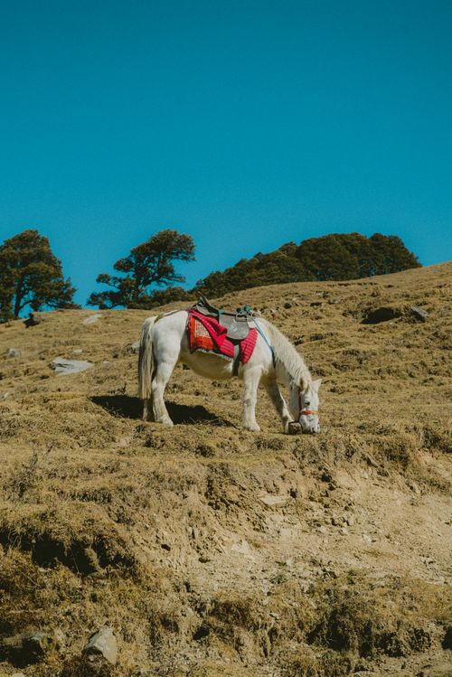 Free A white horse with a red saddle grazes on a grassy hillside under a clear blue sky. Stock Photo