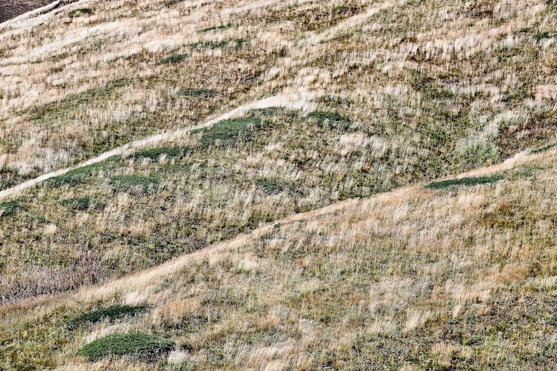 Grass Field on Hills