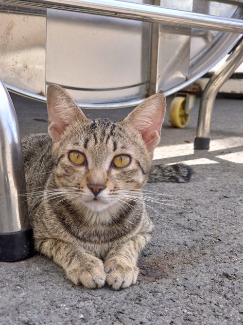 Foto profissional grátis de cara de gato