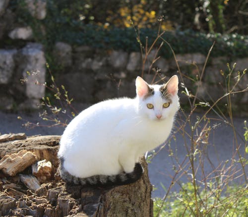 Kostenloses Stock Foto zu bezaubernd, felidae, hauskatze