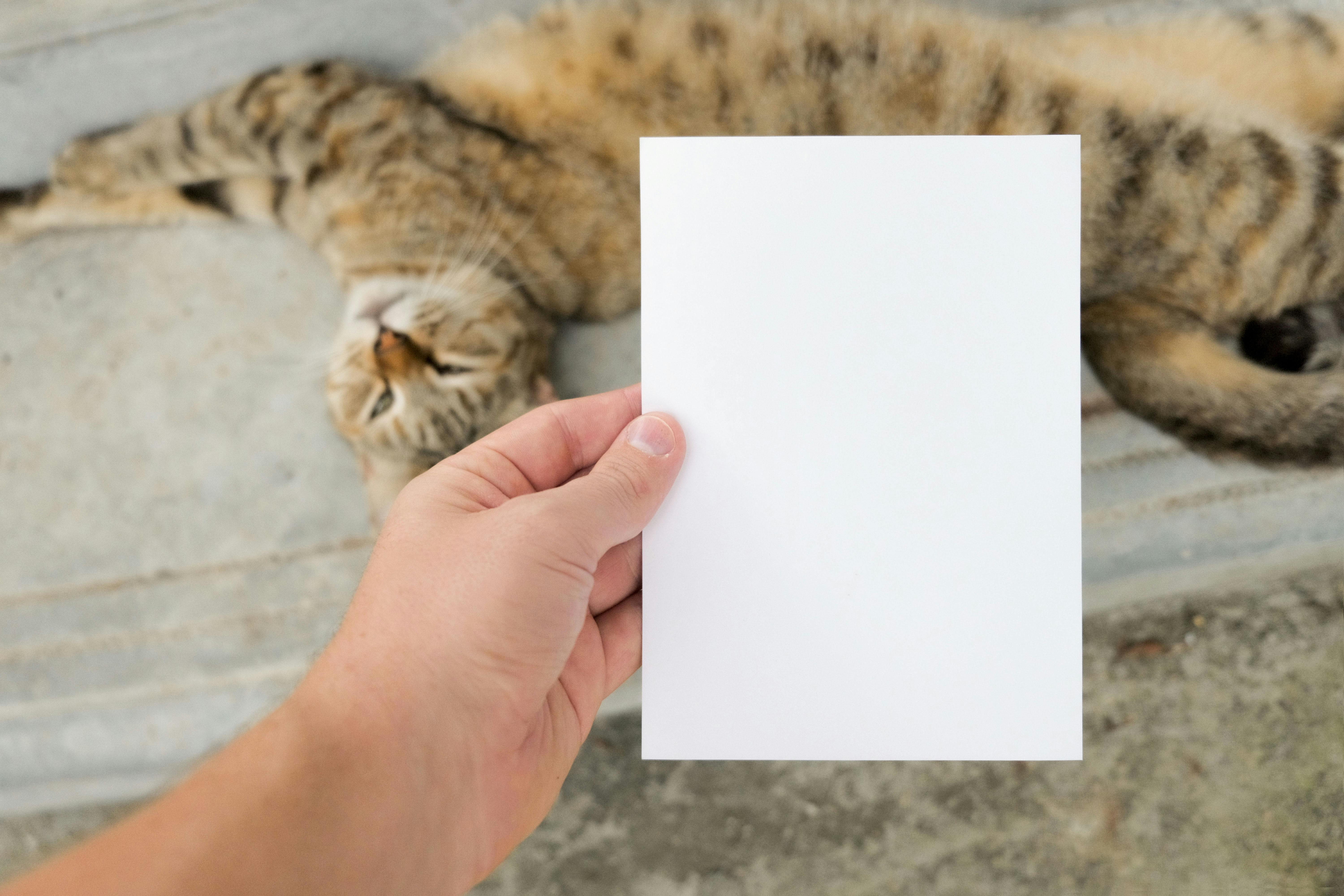hand holding blank paper sheet over cat lying down