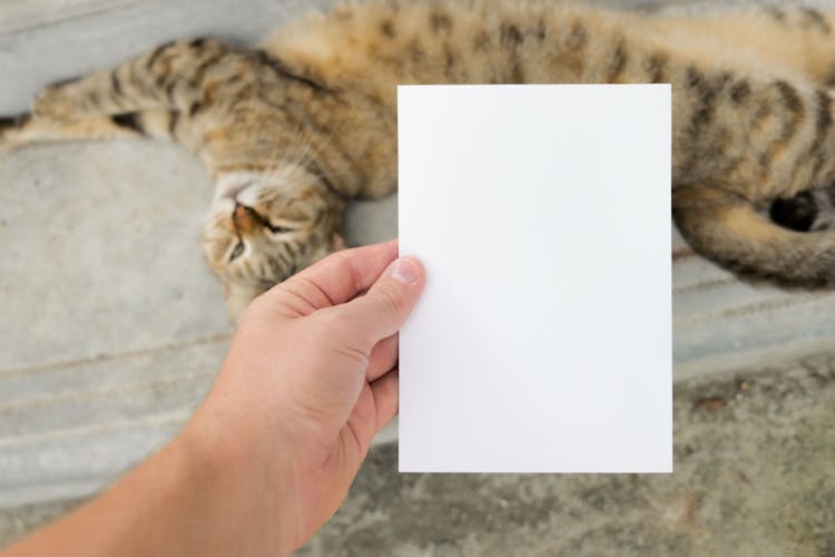 Hand Holding Blank Paper Sheet Over Cat Lying Down