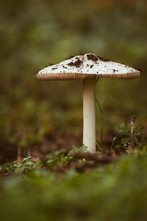 Close Up Photo of a Mushroom on Dirt Ground 