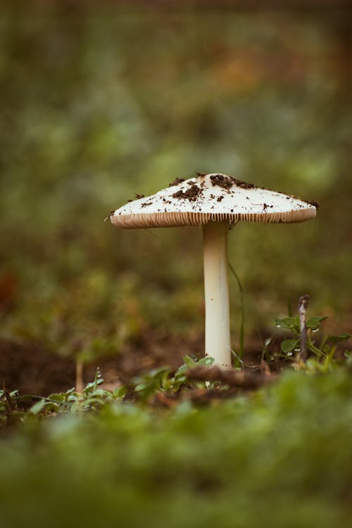 A Mushroom on Green Grass