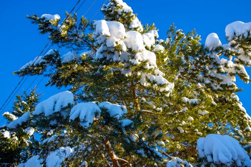 Photos gratuites de arbre, couvert de neige, enneigé