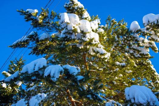 Pine trees laden with snow under a bright blue sky in Grishenki, Russia, showcasing the beauty of winter.