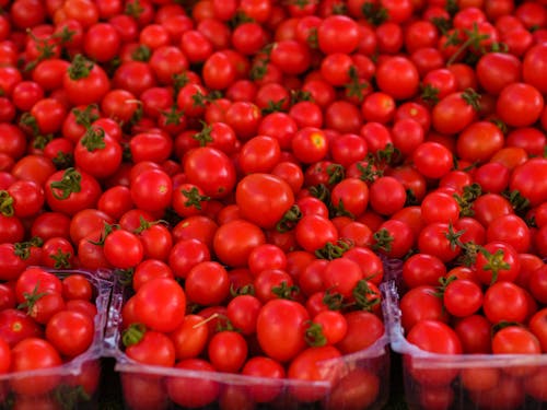 Photo of Fresh Tomatoes
