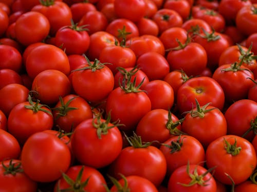 Abundance of Fresh Tomatoes