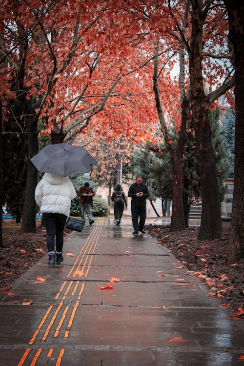 People Walking on Sidewalk under Trees after Rain in Spring