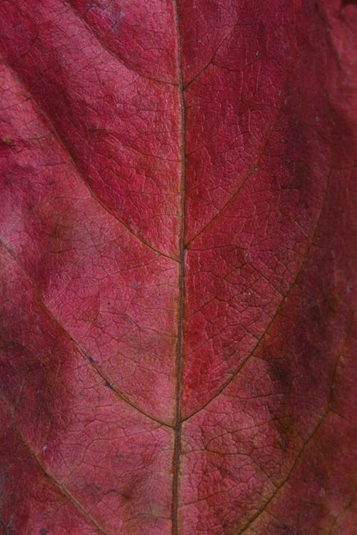 Macro Shot of a Red Leaf 