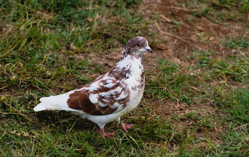 Free A speckled pigeon stands gracefully on lush green grass, showcasing its unique plumage. Stock Photo