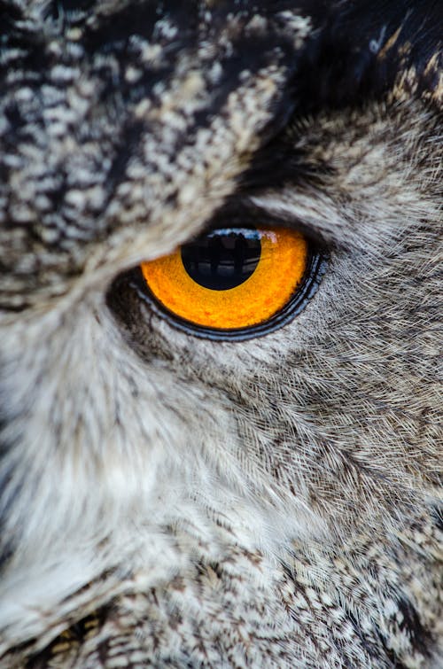 Gray Owl Showing Orange and Black Left Eye