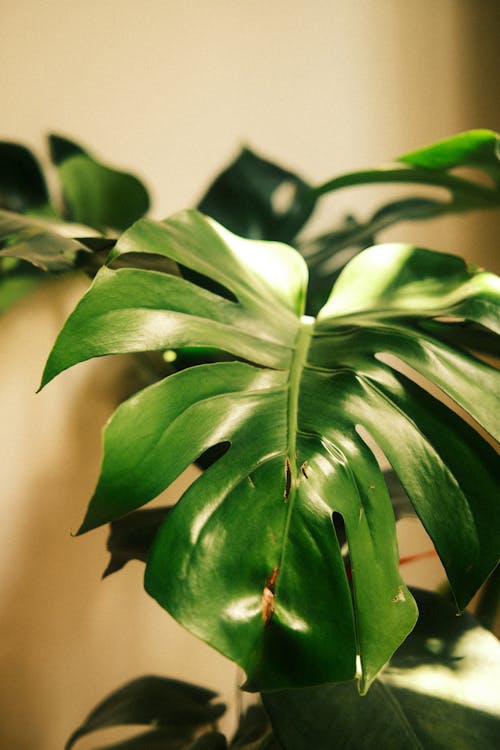 monstera deliciosa, 나뭇잎, 녹색의 무료 스톡 사진