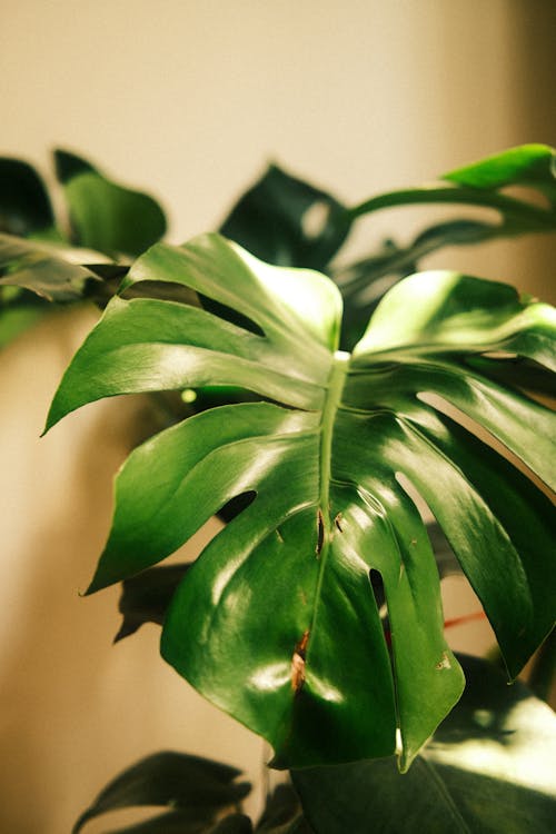 Leaves of a Swiss Cheese Plant