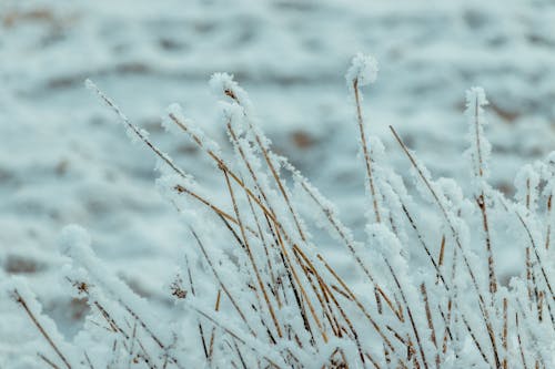 Gratuit Imagine de stoc gratuită din a închide, adâncime de câmp, congelat Fotografie de stoc