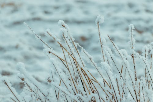 Frozen Branches of Plants