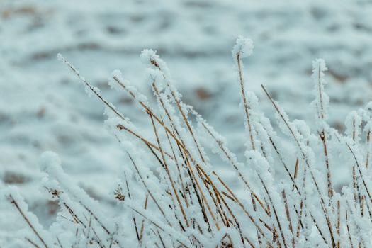 Close-up of frosty dry grass with a blurred snowy background depicting a cold winter scene.