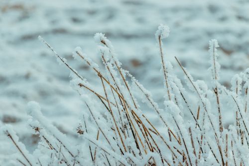 Free Close-up of frosty dry grass with a blurred snowy background depicting a cold winter scene. Stock Photo
