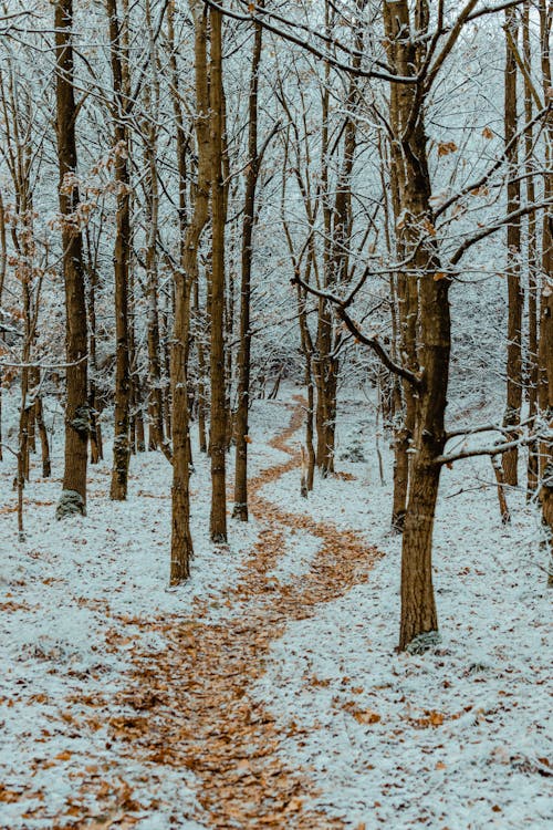 Snow Covered Ground with Bare trees