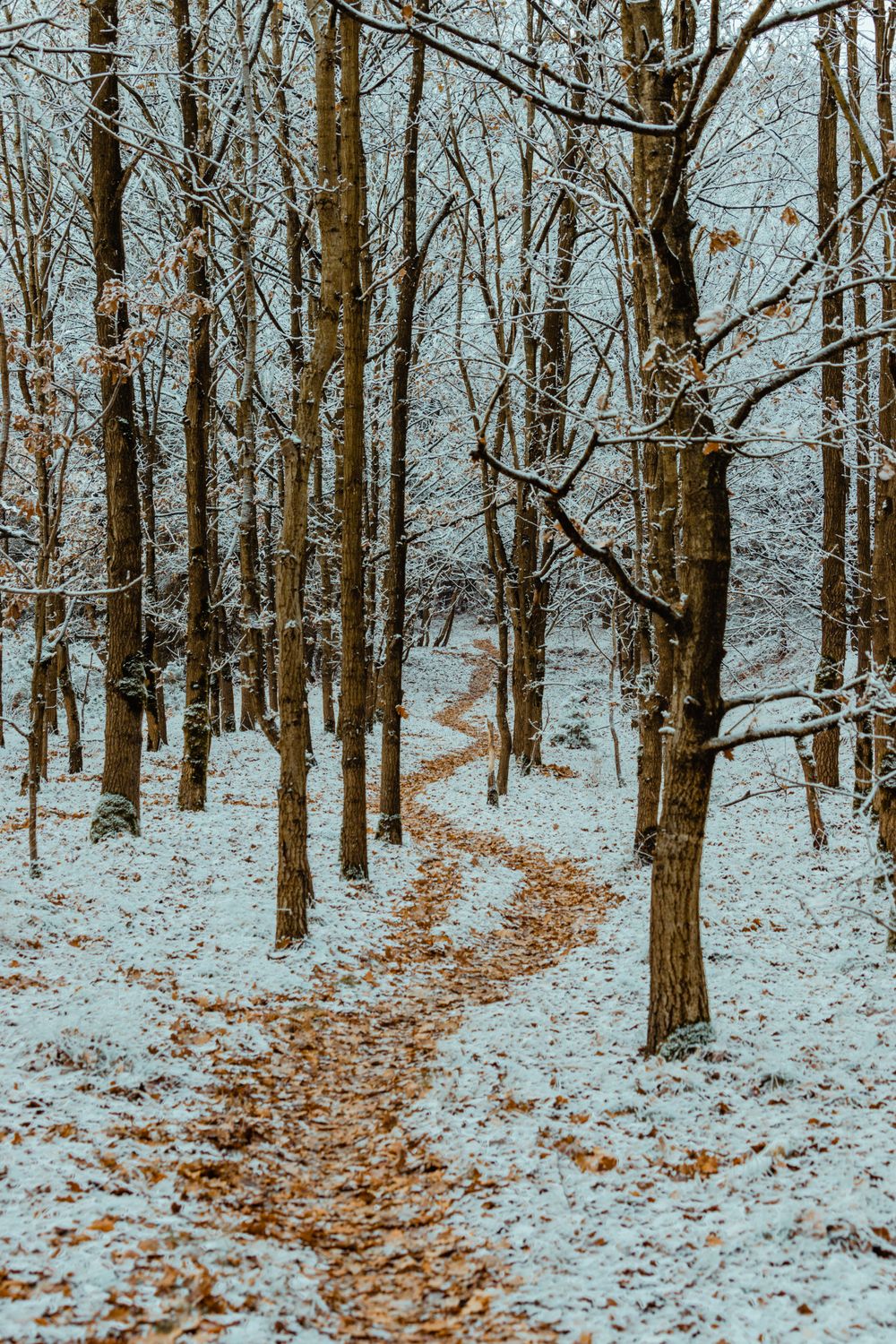 Tree Snow Ground Snow Covered Ground with Bare trees · Free Stock Photo