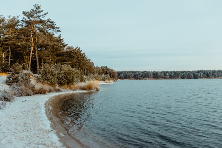 Forest Along River