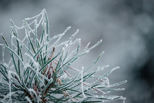 Close-up of frost-covered pine needles against a blurred winter background.