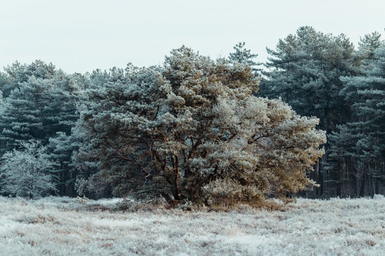 Exotic Tree Growing In Forest