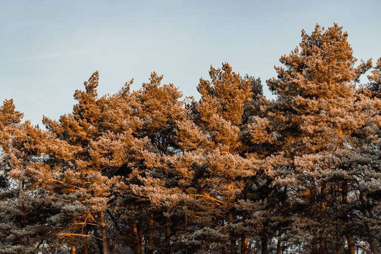 Trees Tops On Blue Sky Background