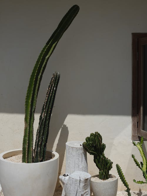 Foto d'estoc gratuïta de creixement, plantes d'interior, plantes de cactus
