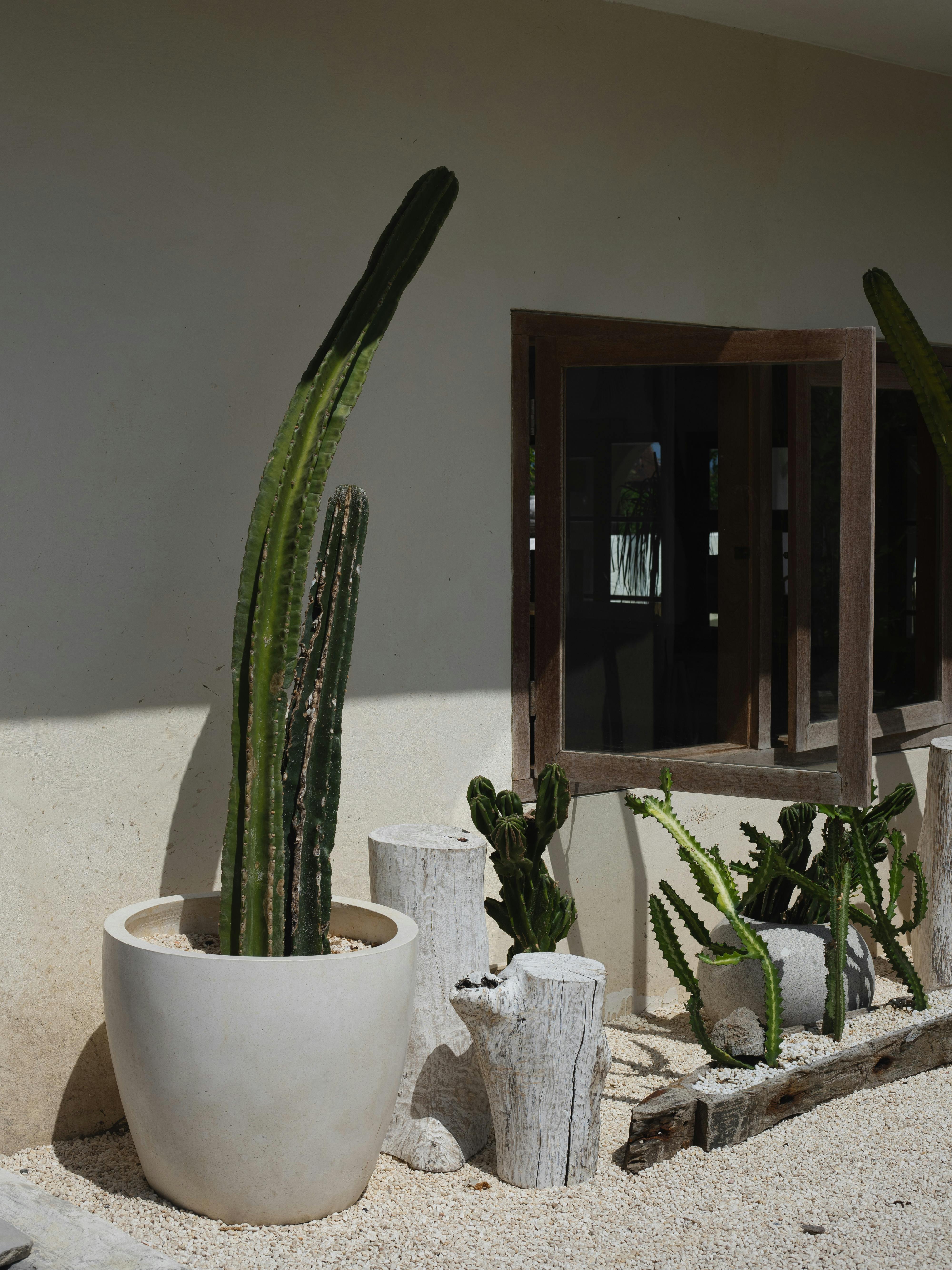 Cactus Plants near Wall and Windows · Free Stock Photo
