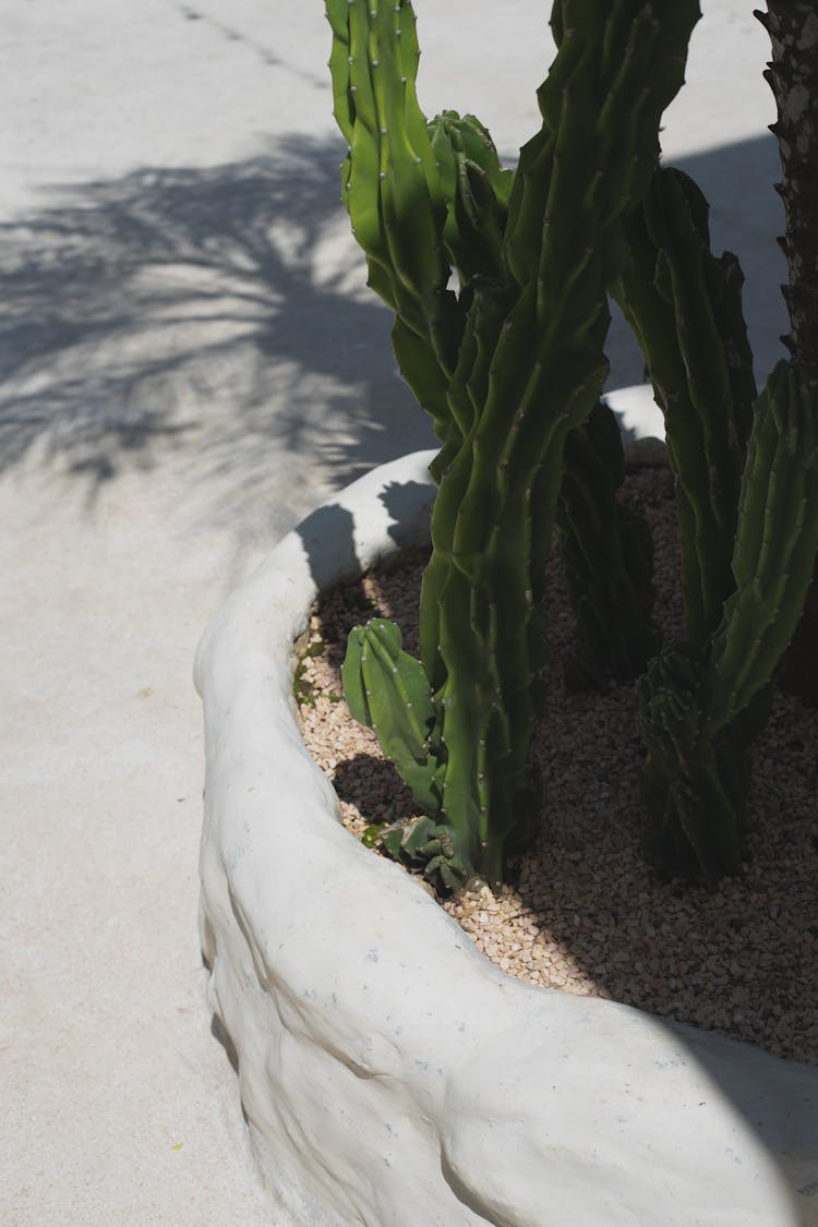 Cactus Plant Near Pavement