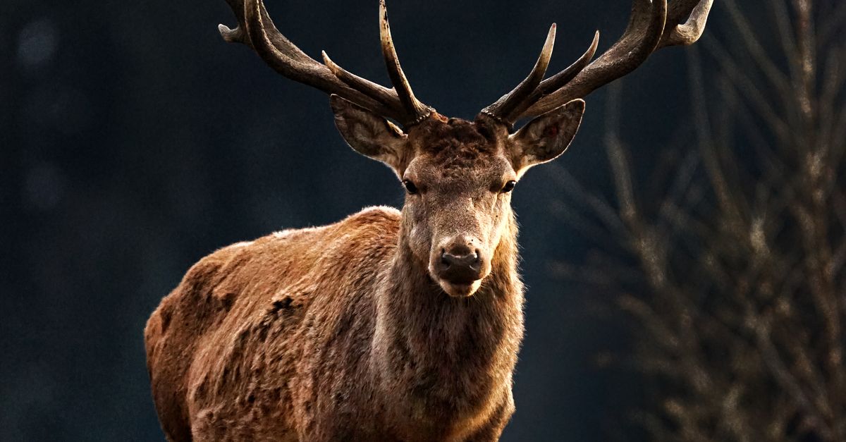 Photo of a Red Deer · Free Stock Photo