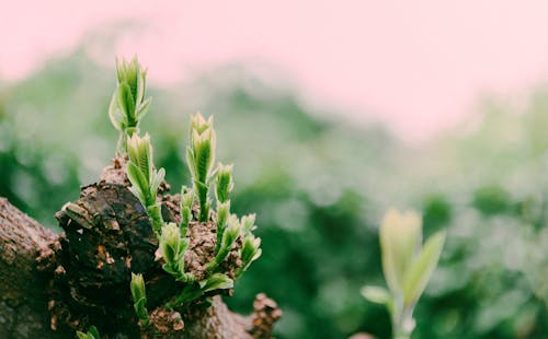 Photo En Gros Plan De Plante Verte