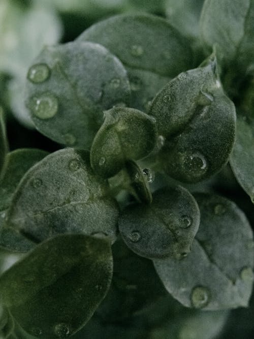 Foto profissional grátis de botânico, ecológico, fechar-se