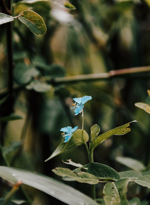 파란 꽃의 클로즈업 사진